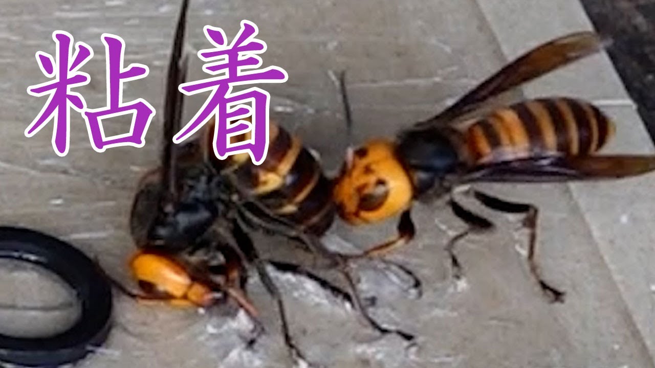 オオスズメバチ襲来しすぎ、、、。ネズミ用粘着シートで駆除