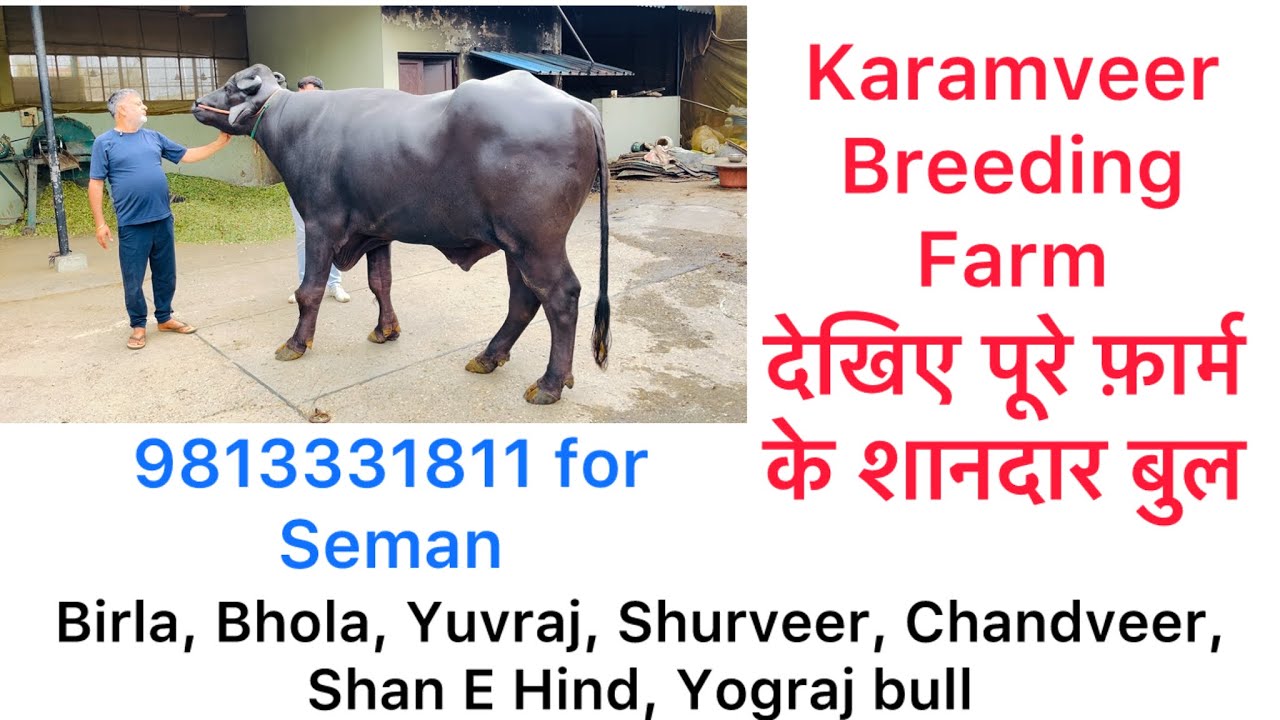 आप लोग देखिए  progeny bull Birla, Bhola, Shurveer, Yuvraj, Chandveer, Yograj पूरा video 