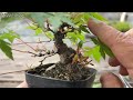 山もみじ 根接ぎ後の葉刈り【YMJ】 #盆栽 #bonsai