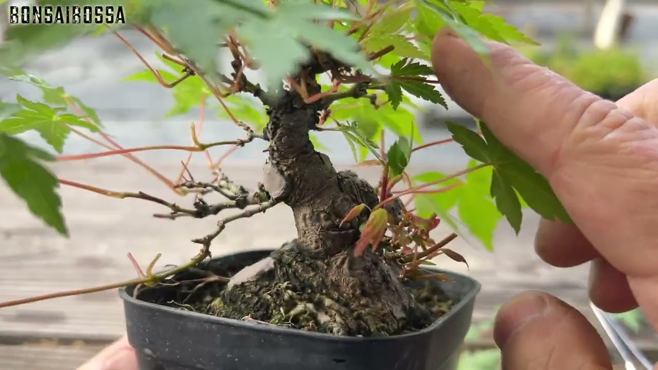 もみじ　岩植 Japanese maple (Yamamomiji) leaf trimming after root grafting [YMJ