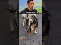 Animal funny voiceover video, 🤣😂