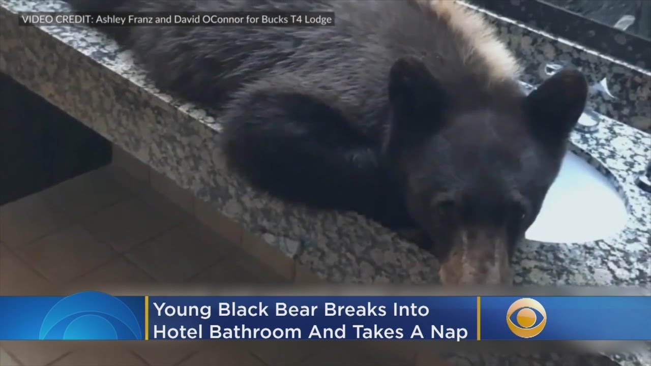 Watch Young Black Bear Breaks Into Hotel Bathroom And Takes A Nap You Young Black Bear Breaks Into Hotel