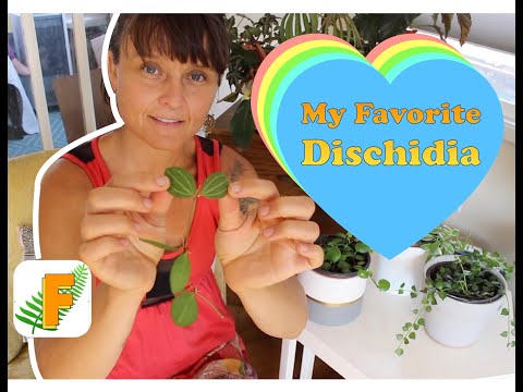 Video: Cây Kiến Dischidia - Cách Chăm sóc Kiến Dischidia
