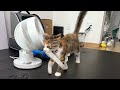 【保護猫】ニコちゃんはリボンが大好き