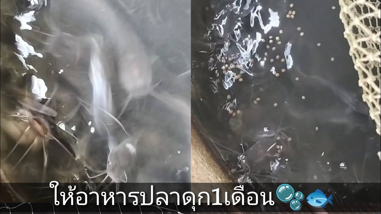 ให้อาหารปลาดุก1เดือน🫧🐟#ปลาดุกรัสเซีย #อาหารปลาดุก