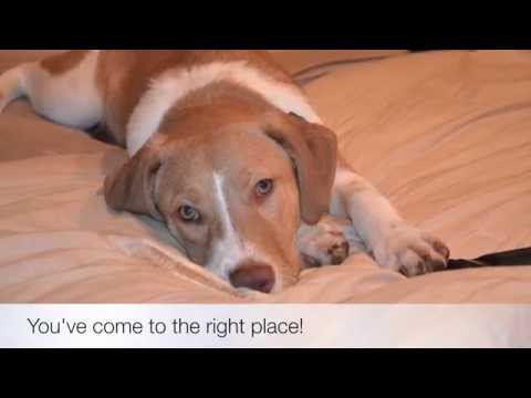 Pet Friendly Hotels Los Angeles, California