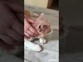 #gatosdomésticos #chatstory #cat #gatoshermosos #tendencia #viral #mejores #gatossendogatos #gatos