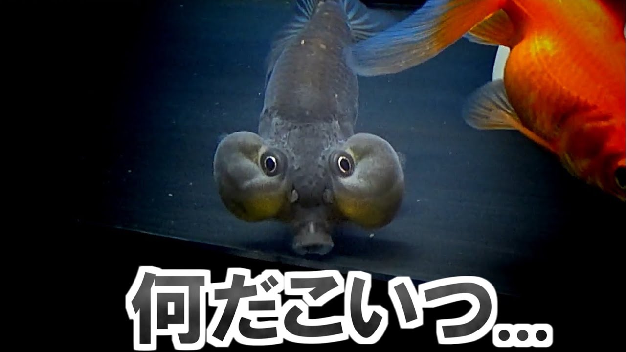 アクアリウム 水泡眼来たよ 黒底金魚水槽 Youtube