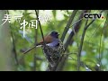 《美丽中国自然》 雨后猎场：寿带鸟的捕食艺术与雏鸟的成长课 护雏之战【CCTV纪录】