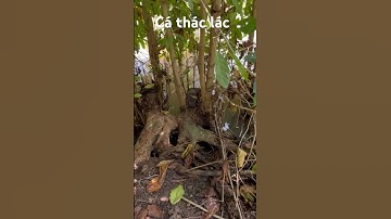 Nhấp cá thác lác #câucárôđồng #thápmườiquêtôi #caucaro #câucárô #fishing