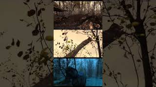 Que Ocurrió Con La Tierra Después De Los Dinosaurios?