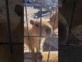生後3週間👶ふわふわカピバラ#capybara #baby