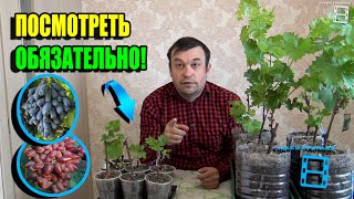 ПОЧЕМУ ПОГИБАЮТ, ВНОВЬ УКОРЕНЕННЫЕ САЖЕНЦЫ ВИНОГРАДА? СЕВЕРНЫЙ ВИНОГРАДНИК 24-07