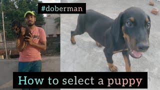 How to select a puppy ? | TAMIL | RAGUL RAM by Ragul Ram 8,039 views 2 years ago 9 minutes