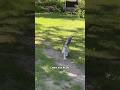 Watch this video if you want good luck before the weekend 🍀😻 #catlover #cats #cute #maincoon #pets