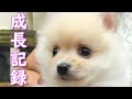 【成長記録】ポメくん生後0ヶ月～4歳までの成長記録