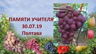 @Виноград 2019  Виноград Памяти учителя  Отзыв о винограде
