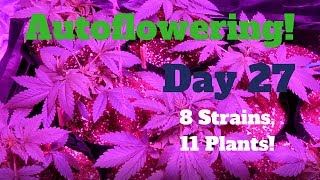 OGeez: 4x4 Growing Indoors 8 Strains Autoflowering Day 27