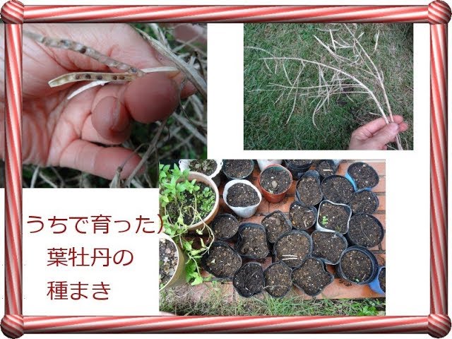葉牡丹の種まきと発芽 自家製の種を保存してまきました 16 10 29 11 13 Youtube 葉牡丹の種まきと発芽 自家製の種を保存してまきました 16 10 29 11 13 Youtube