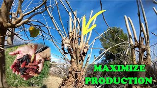 Pruning Pakistan Mulberry for MAXIMUM Fruit Production