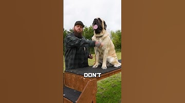 How To Stop Your Dog Being Aggressive