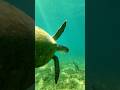 Exploring Puerto Rico! #ocean#snake#jungle ￼#shorts#python#animals#nature#wildlife#sea#island#fish