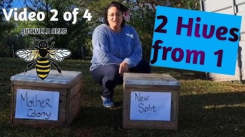 Splitting a Beehive: Walk-away Split Video 2 of 4. 🐝🐝🐝   #beekeeper #bushveldbees #beekeeping #bees