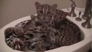 Asian Leopard Cat cubs ready for nap time