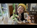 ねこの登り棒仕立 ポトスを切り戻し&増やし方