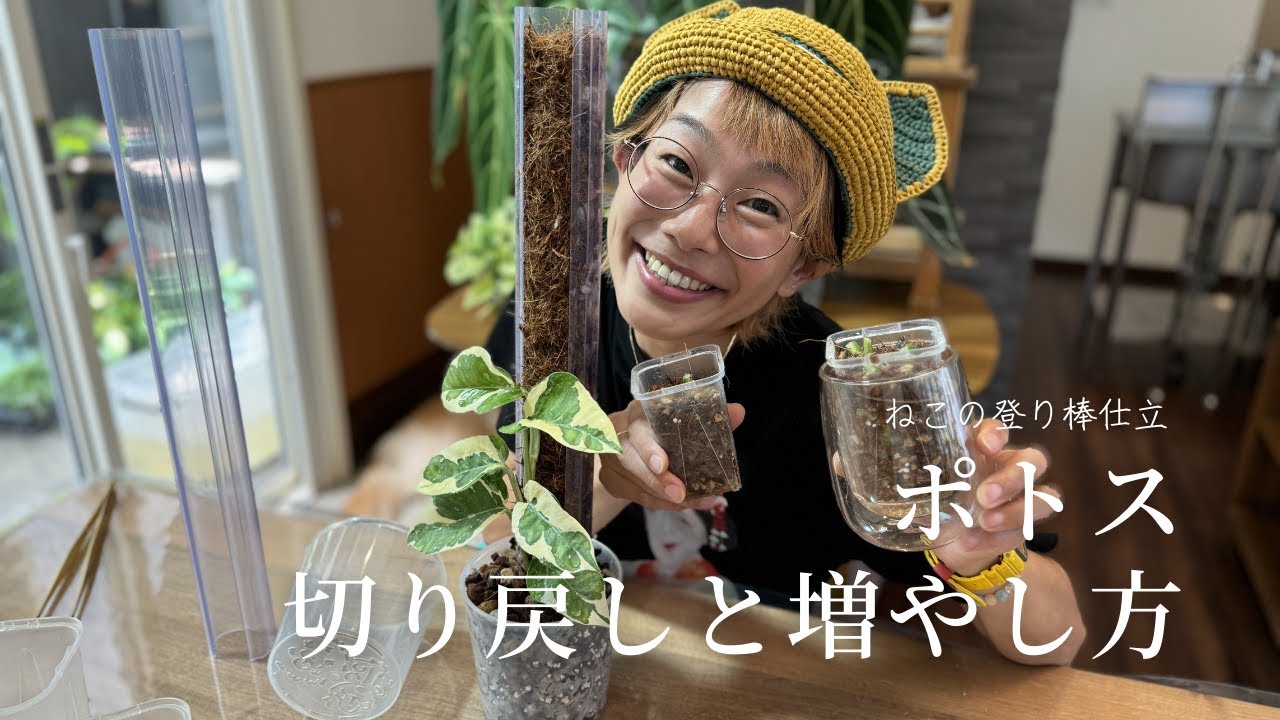 ねこの登り棒仕立　ポトスを切り戻し&増やし方