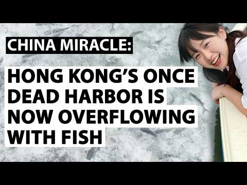 Hong Kong's once dead harbor now overflowing with fish