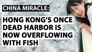 Hong Kong's once dead harbor now overflowing with fish