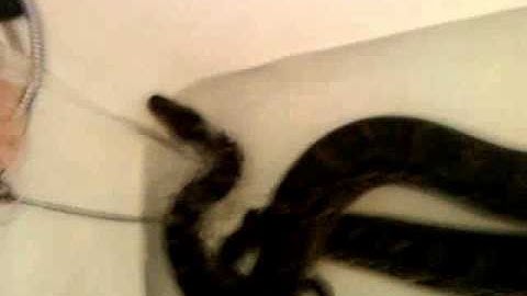 Bathing of python burmese