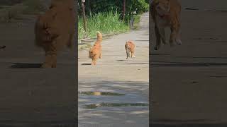 Cat Zoomies Compilation to Gasolina - Barong and The Squad