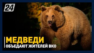 Голодные дикие медведи объедают жителей ВКО