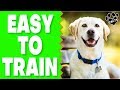 Easy To Train Dog Breeds