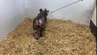 showpig.com