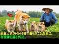 秋田犬がジャガイモ畑で掘り当てた真実は、村全体を揺るがした。#感動ストーリー #日本#ゆっくり解説