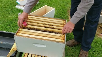 Setting up Queen Cell Builder Full Video