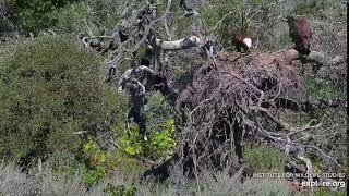 Fraser Point Bald Eagle Camera powered by EXPLORE org 5 20 2019   ps from above