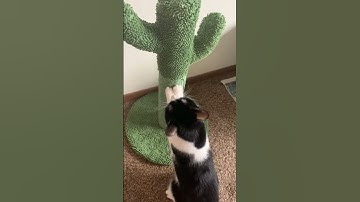 The Best Cat Scratching Post | Cat Scratcher | Cute Cats Video #shorts