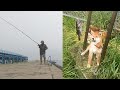 ５ヵ月の柴犬女の子、釣りデビュー！！爆釣の浜辺