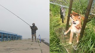 ５ヵ月の柴犬女の子、釣りデビュー！！爆釣の浜辺