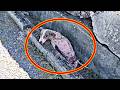 排水溝で震える子犬…誰にも気づかれず、消えかけていた命【実話】|A Puppy in a Drain… Forgotten Until a Miracle