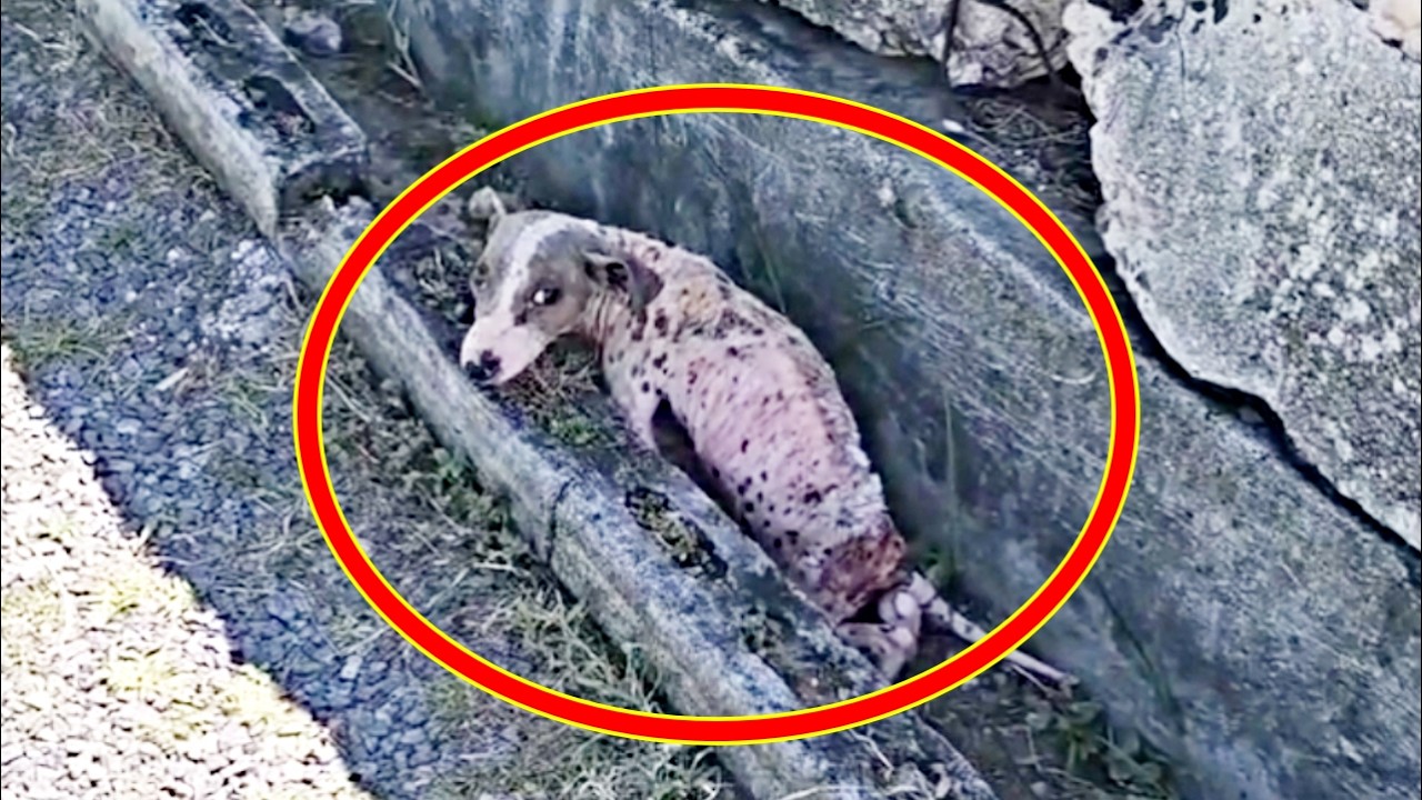 排水溝で震える子犬…誰にも気づかれず、消えかけていた命【実話】|A Puppy in a Drain… Forgotten Until a Miracle