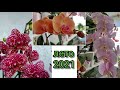 ВУЛКАНО, КИКИОН, МАНХЕТТЕН, АМСТЕРДАМ, ЛАС ВЕГАС и др. Цветение моих орхидей ЛЕТО 2021г.