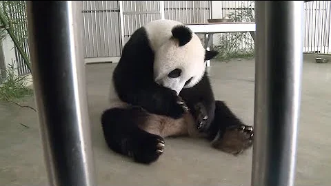 Giant Panda Gives Birth in Malaysia - DayDayNews