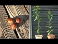 スーパーで買った栗を植えてみると… / How to grow chestnut from store-bought chestnut