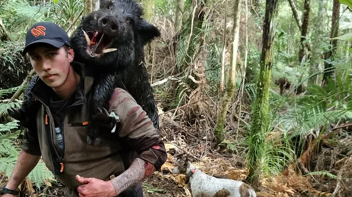 Nice solo boar | Pig Hunting NZ 2022