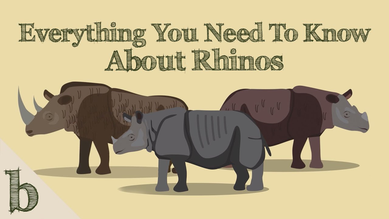 Everything You Need To Know About Rhinos | Wildlife Animation - YouTube